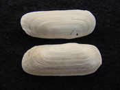 Fossil whole bilvalve shell Solecurtus cumingianus rc26
