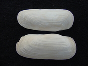 Fossil whole bilvalve shell Solecurtus cumingianus rc25