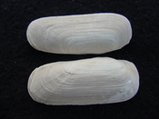 Fossil whole bilvalve shell Solecurtus cumingianus rc27