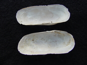Fossil whole bilvalve shell Solecurtus cumingianus rc10