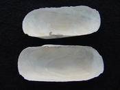 Fossil whole bilvalve shell Solecurtus cumingianus rc15