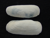 Fossil whole bilvalve shell Solecurtus cumingianus rc15