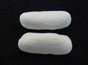 Fossil whole bilvalve shell Solecurtus cumingianus rc11