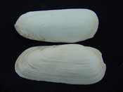Fossil whole bilvalve shell Solecurtus cumingianus rc14