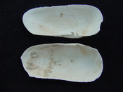 Fossil whole bilvalve shell Solecurtus cumingianus rc14