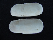 Fossil whole bilvalve shell Solecurtus cumingianus rc22