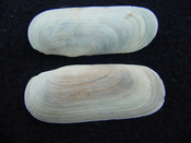 Fossil whole bilvalve shell Solecurtus cumingianus rc16