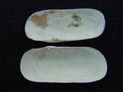 Fossil whole bilvalve shell Solecurtus cumingianus rc16