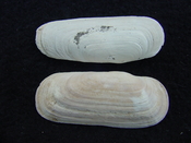 Fossil whole bilvalve shell Solecurtus cumingianus rc13