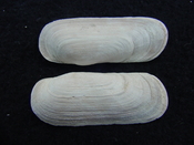 Fossil whole bilvalve shell Solecurtus cumingianus rc20