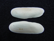 Fossil whole bilvalve shell Solecurtus cumingianus rc23