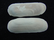 Fossil whole bilvalve shell Solecurtus cumingianus rc24