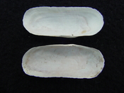 Fossil whole bilvalve shell Solecurtus cumingianus rc21