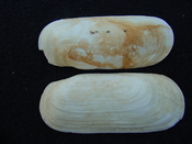 Fossil whole bilvalve shell Solecurtus cumingianus rc8
