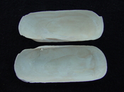 Fossil whole bilvalve shell Solecurtus cumingianus rc7