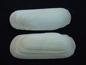 Fossil whole bilvalve shell Solecurtus cumingianus rc7