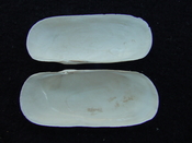 Fossil whole bilvalve shell Solecurtus cumingianus rc3