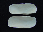 Fossil whole bilvalve shell Solecurtus cumingianus rc1