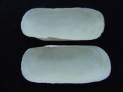 Fossil whole bilvalve shell Solecurtus cumingianus rc4