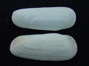 Fossil whole bilvalve shell Solecurtus cumingianus rc5