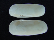 Fossil whole bilvalve shell Solecurtus cumingianus rc5