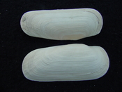 Fossil whole bilvalve shell Solecurtus cumingianus rc6