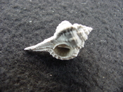 Fossil murex muricidae shell Vokesimurex pahayokee pa2