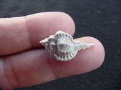 Fossil murex muricidae shell Vokesimurex pahayokee pa2