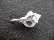 Fossil murex muricidae shell Vokesimurex pahayokee pa14