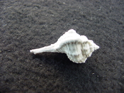 Fossil murex muricidae shell Vokesimurex pahayokee pa14