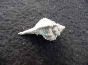 Fossil murex muricidae shell Vokesimurex pahayokee pa20