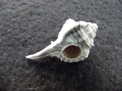 Fossil murex muricidae shell Vokesimurex pahayokee pa10
