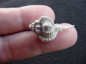 Fossil murex muricidae shell Vokesimurex pahayokee pa10