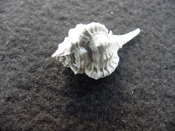 Fossil murex muricidae shell Vokesimurex pahayokee pa16