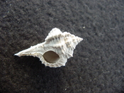 Fossil murex muricidae shell Vokesimurex pahayokee pa18