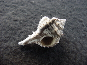 Fossil murex muricidae shell Vokesimurex pahayokee pa13