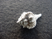 Fossil murex muricidae shell Vokesimurex pahayokee pa13