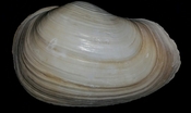 Panopea floridana fossil bivalve shell whole both halves #pp19
