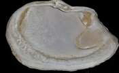 Panopea floridana fossil bivalve shell whole both halves #pp19