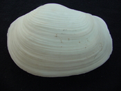 Panopea floridana fossil bivalve shell whole both halves #2