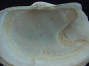 Panopea floridana fossil bivalve shell whole both halves #2