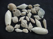 Fossil shell collections small sea shells 25 pieces sp 7