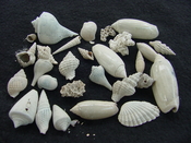Fossil shell collections small sea shells 25 pieces sp 7