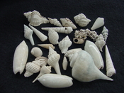Fossil shell collections small sea shells 25 pieces sp 9