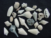 Fossil shell collections small sea shells 25 pieces sp 9