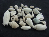 Fossil shell collections small sea shells 25 pieces sp 6
