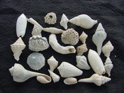 Fossil shell collections small sea shells 25 pieces sp 6