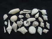 Fossil shell collections small sea shells 25 pieces sp 5