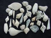 Fossil shell collections small sea shells 25 pieces sp 5