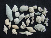 Fossil shell collections small sea shells 25 pieces sp 4